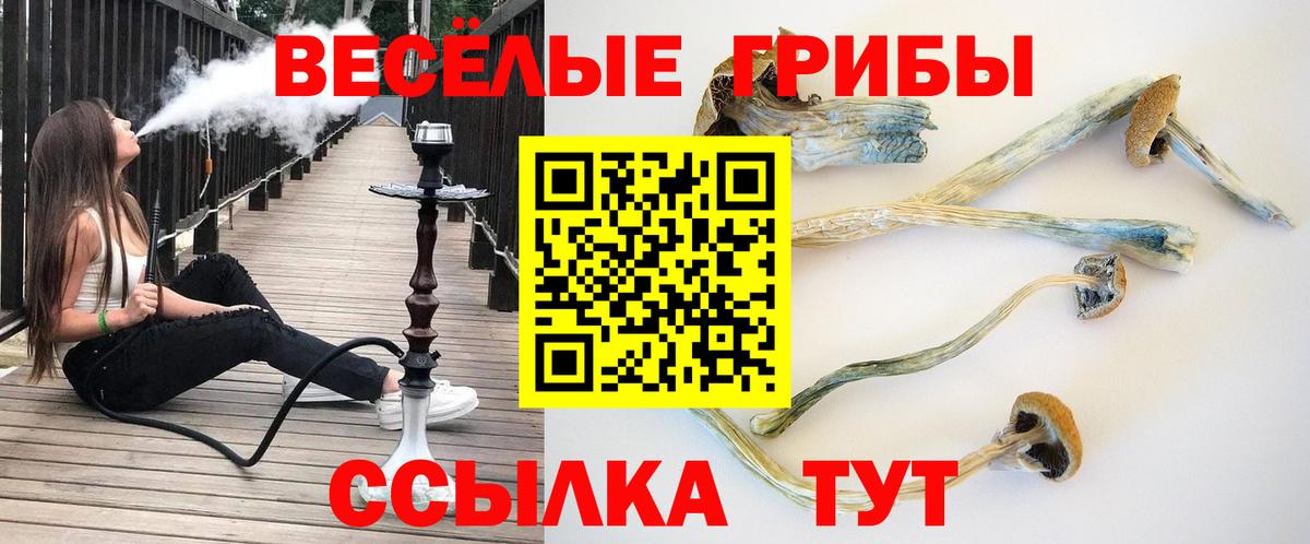 Галлюциногенные грибы Psilocybe Зеленодольск